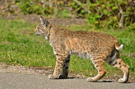 It&39;s your. . When did bobcat start using def